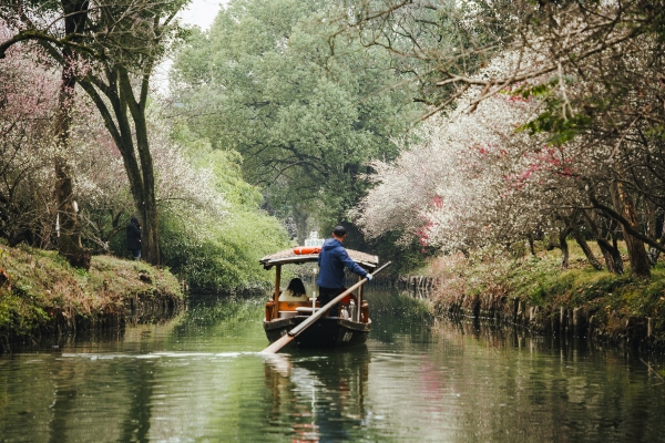 杭州西溪濕地，河岸梅花盛開。圖片來源：視覺中國